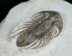 Killer Kolihapeltis Trilobite - / Inches Long #4250-5